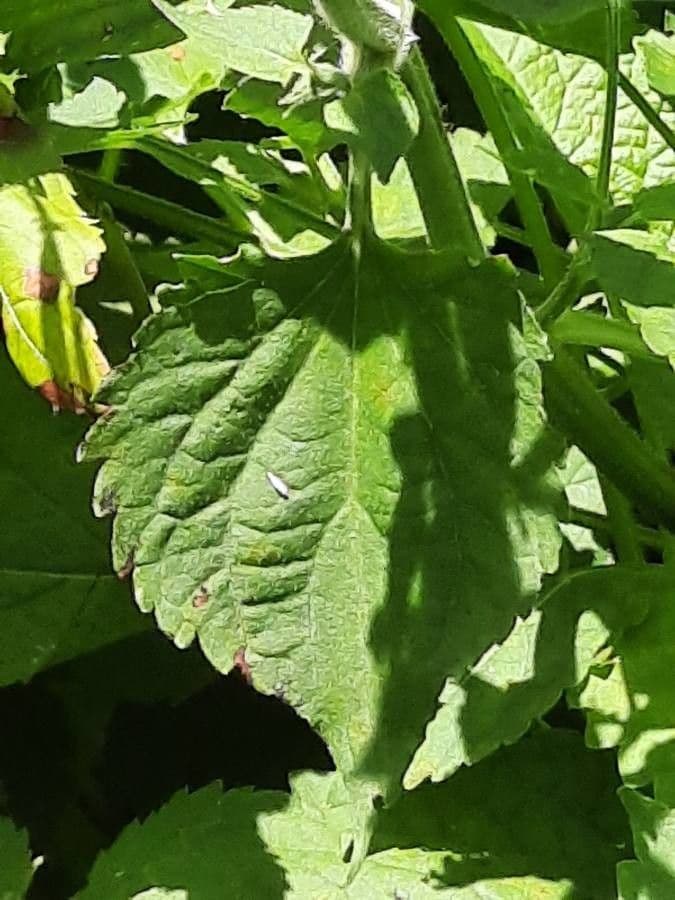 Salvia vischiosa 17