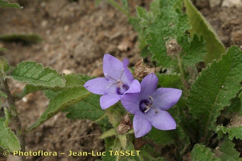 Campanula 2