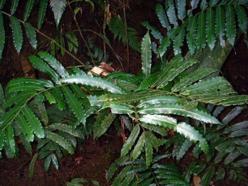 Danaea 2