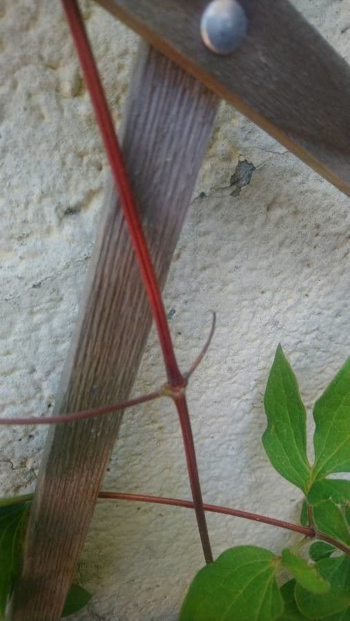 Einfache Clematis 21