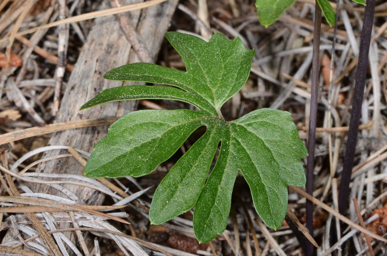 Viola 12