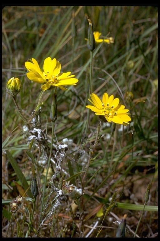 Hemizonia zoskupená 13