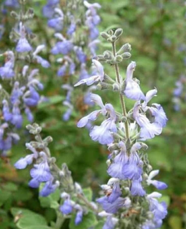 Salvia melissodora