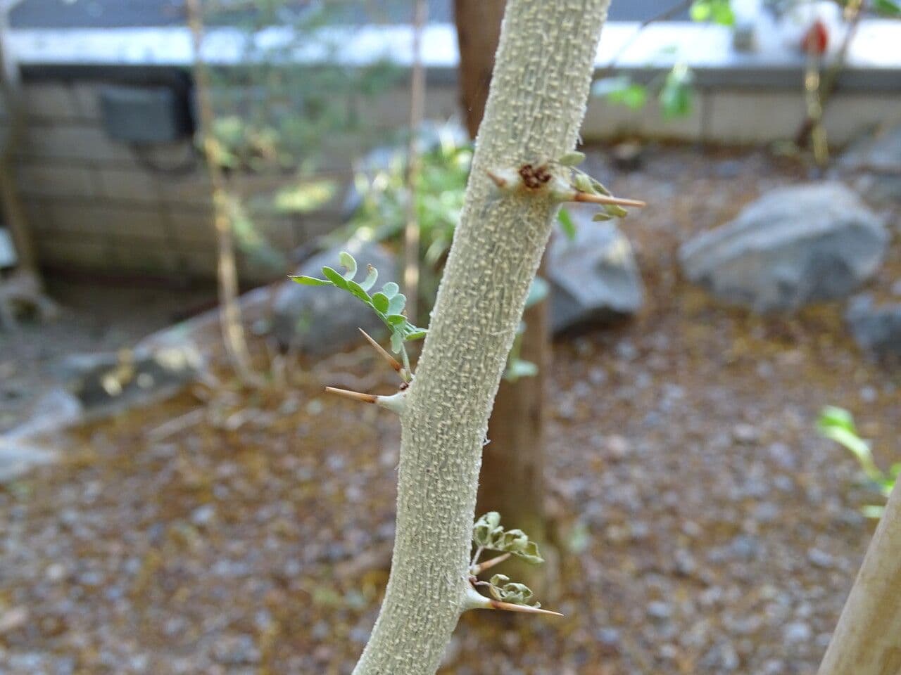 Acacia albida 12