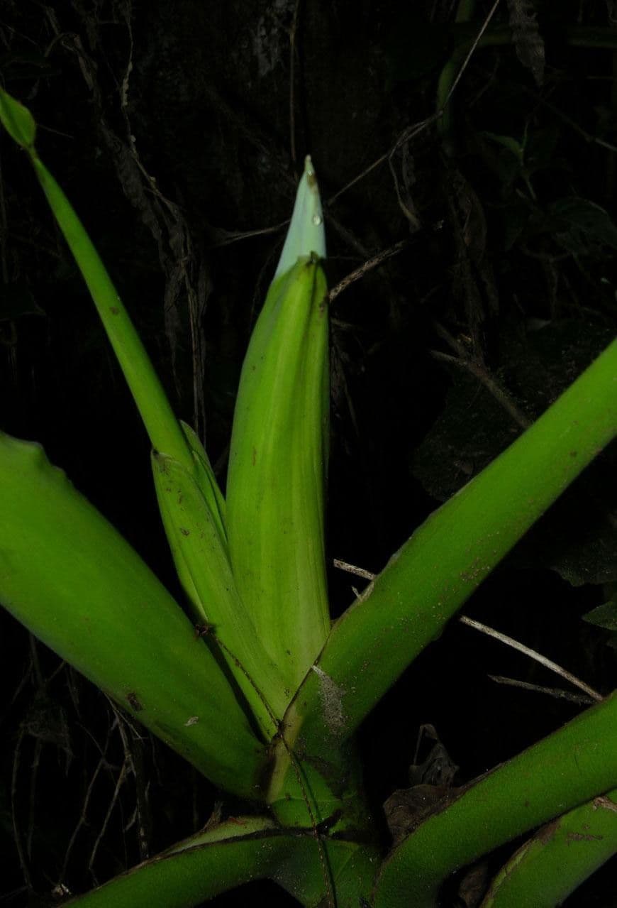 Monstera 12