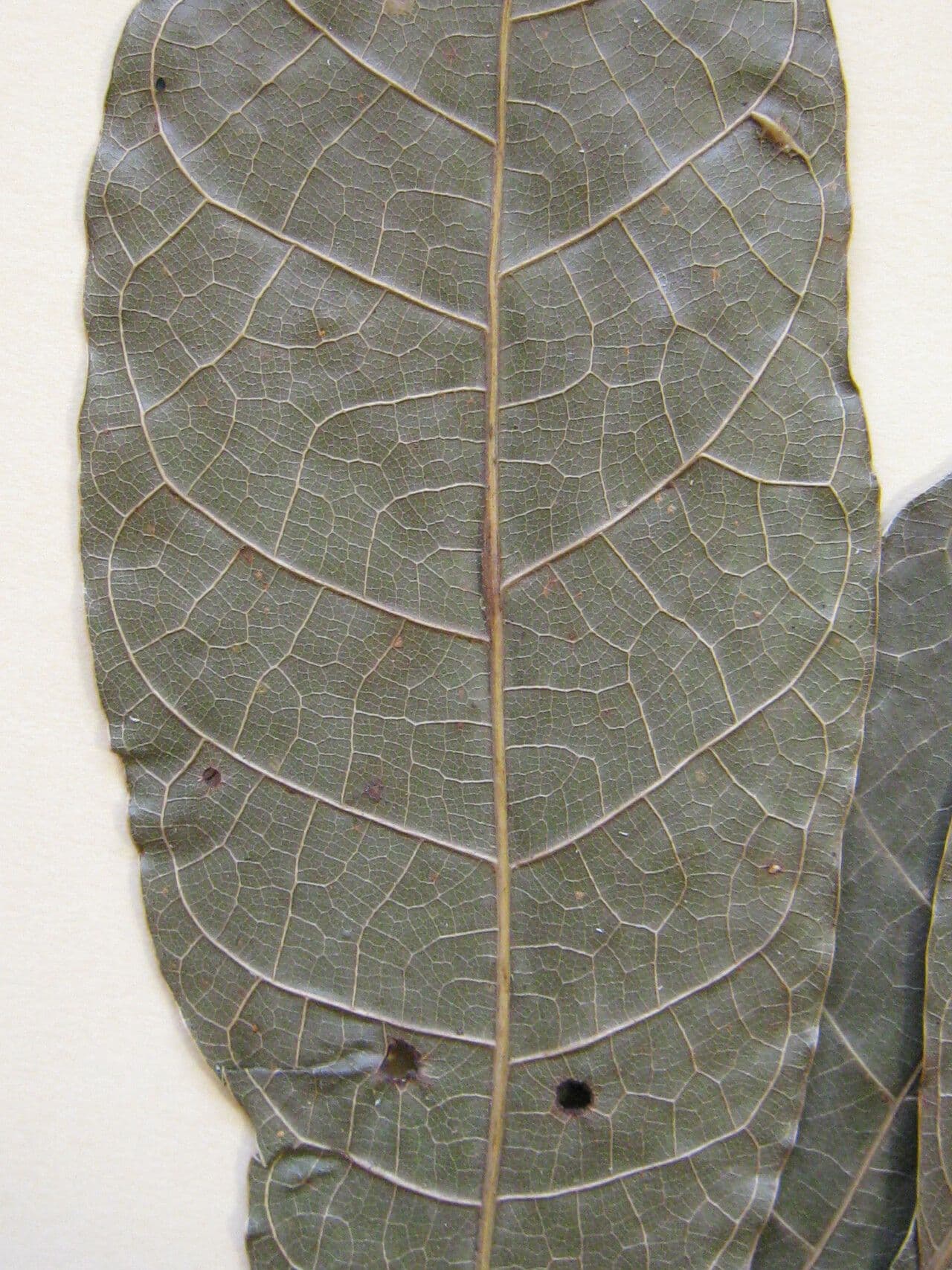 Protium sagotianum 11