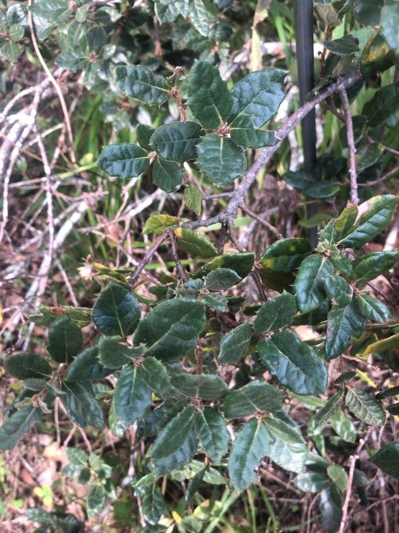Quercia