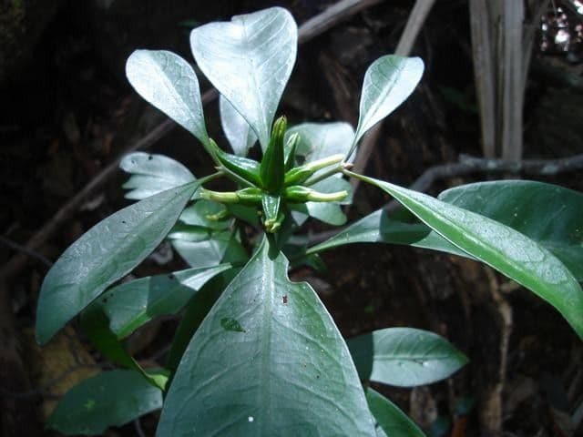 Psychotria 4