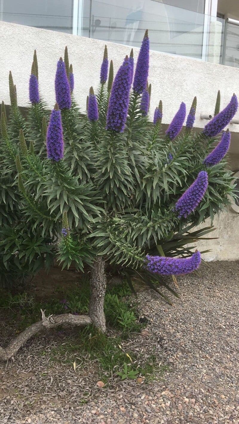 Echium di Madeira 25