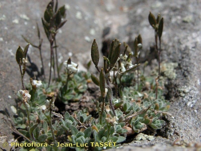 Draba douteuse 3