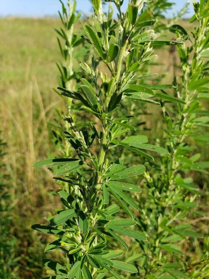 Lespedeza capitata 22