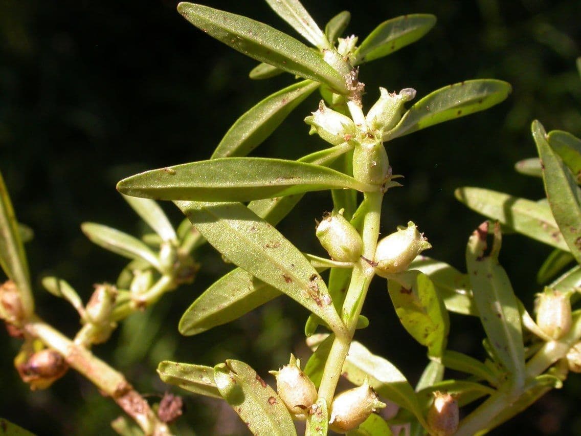 Niedrige Rotala 6