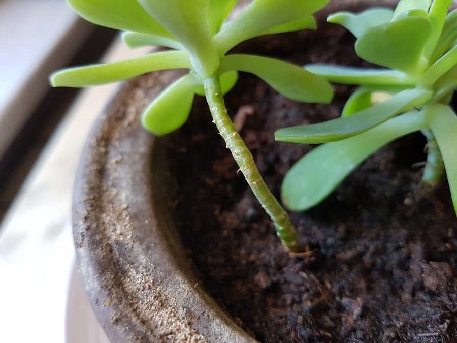 Sedum 21