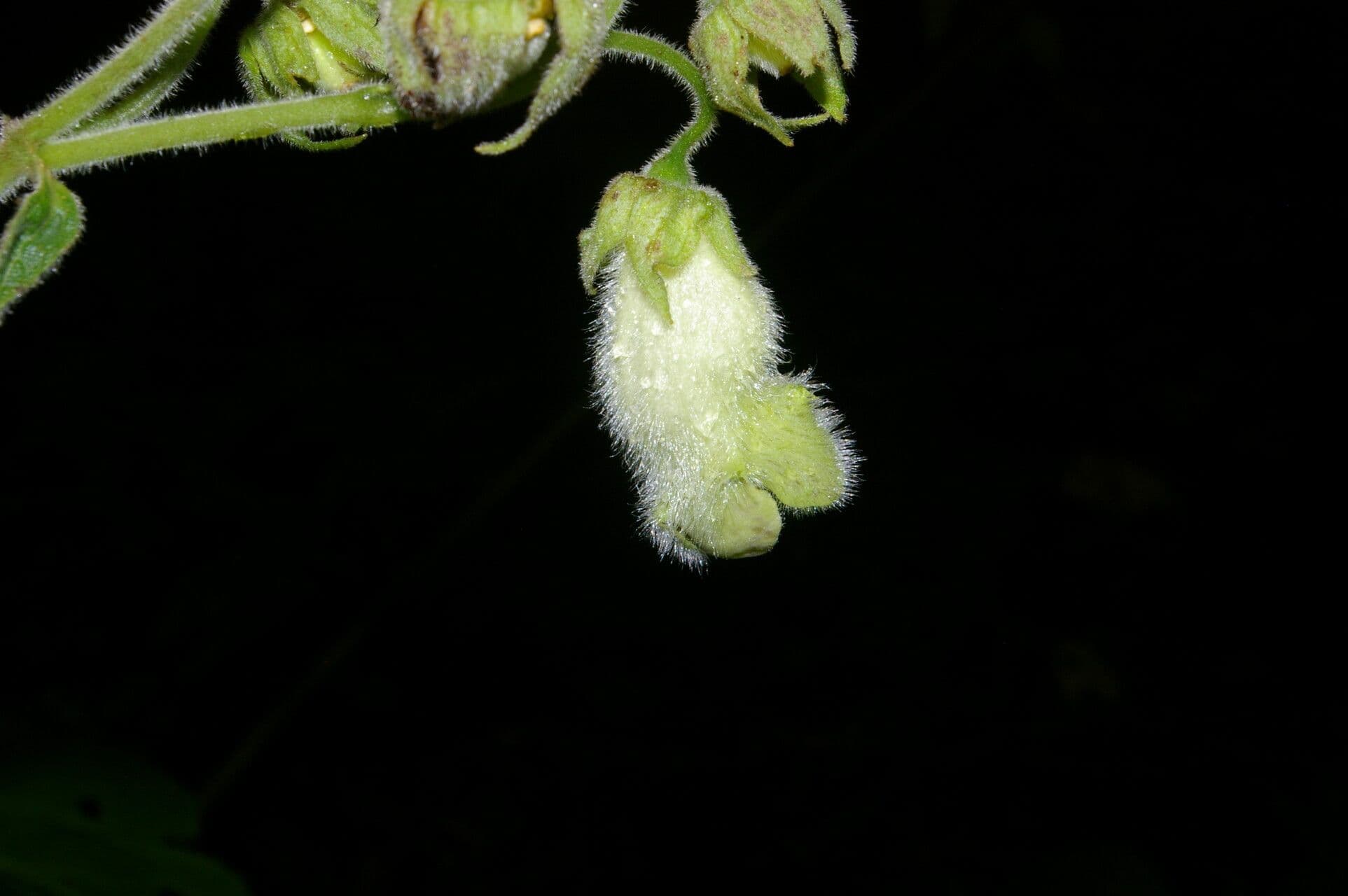 Kohleria 4
