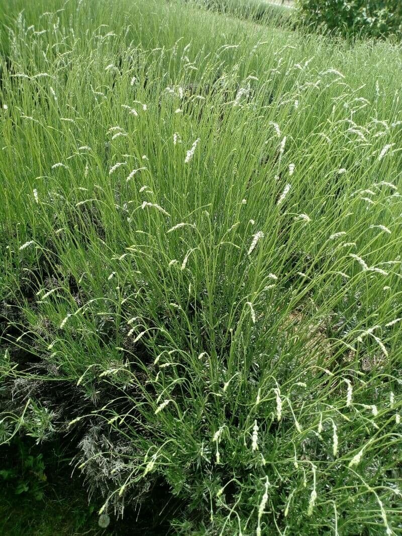 Espiguilla 19