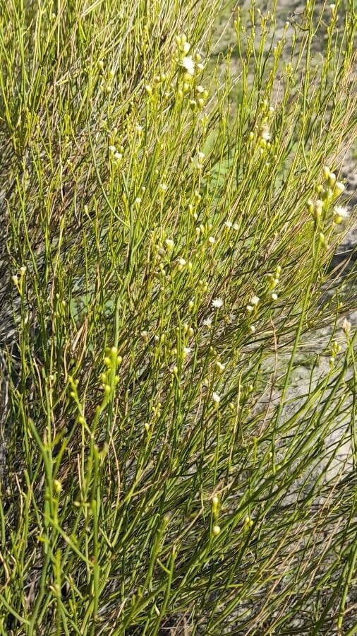 Pseudobaccharis 7