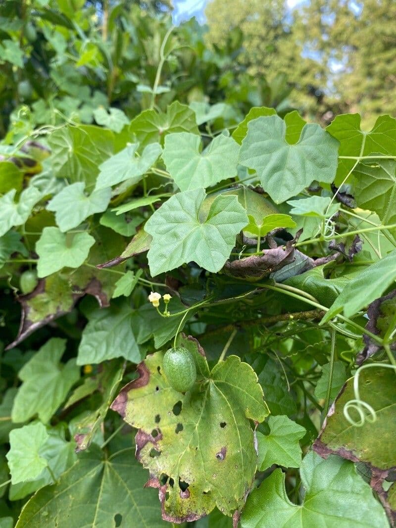 Melothria pendula 4
