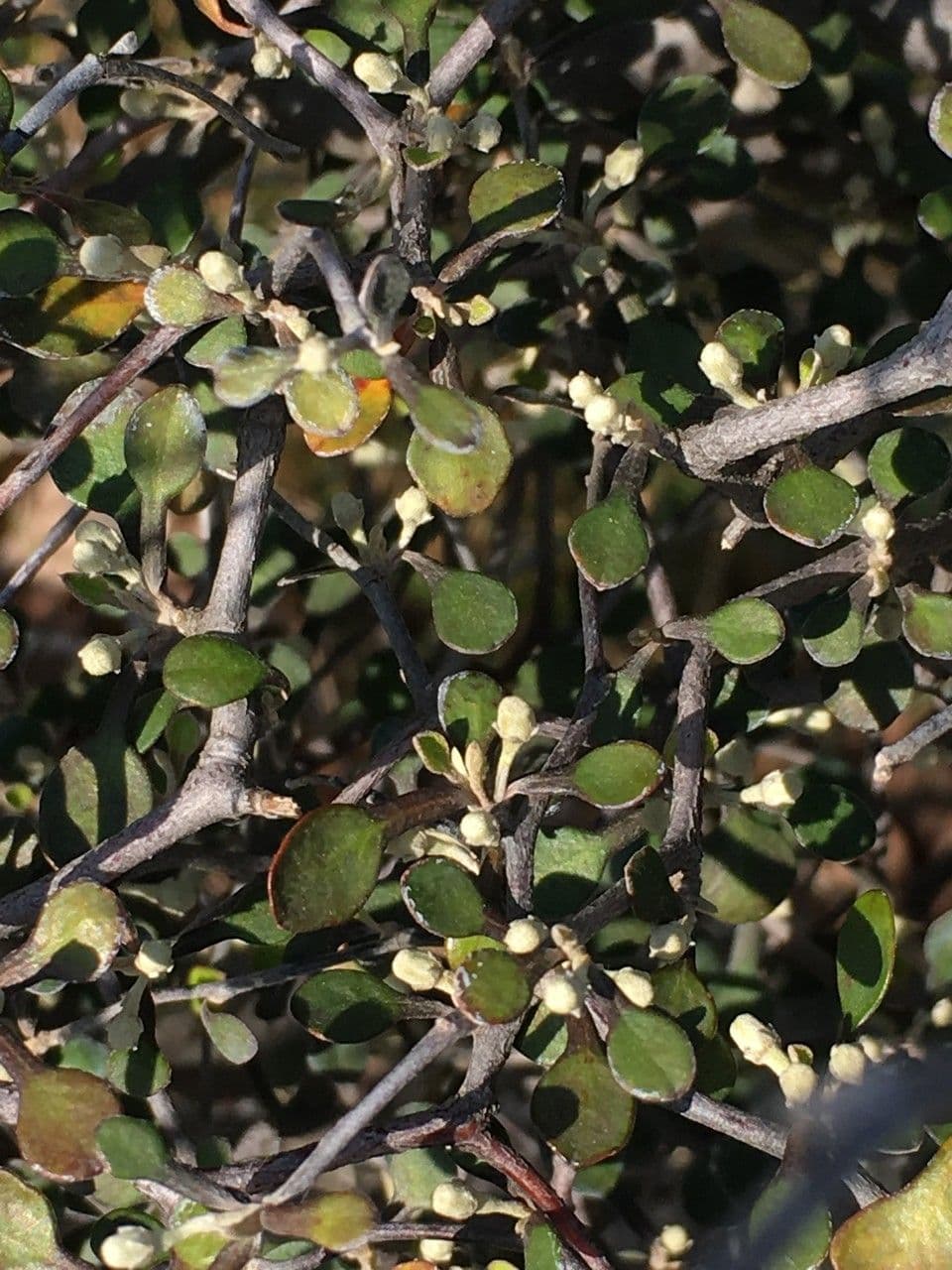 Corokia 23