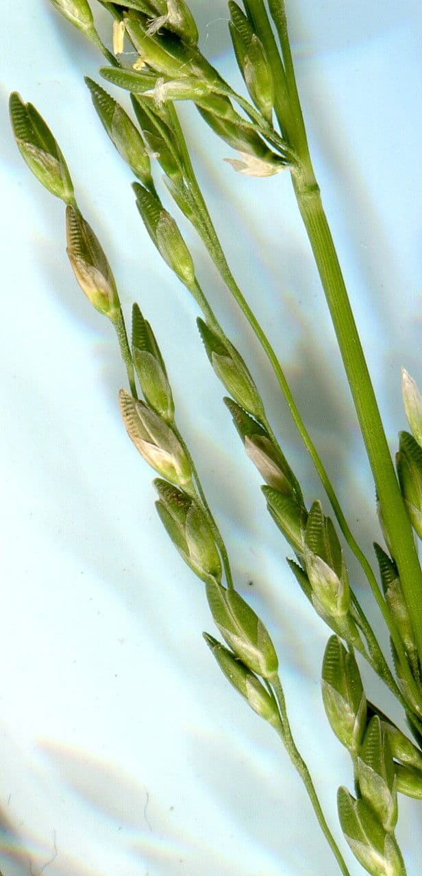Aufrechte Ehrharta 4