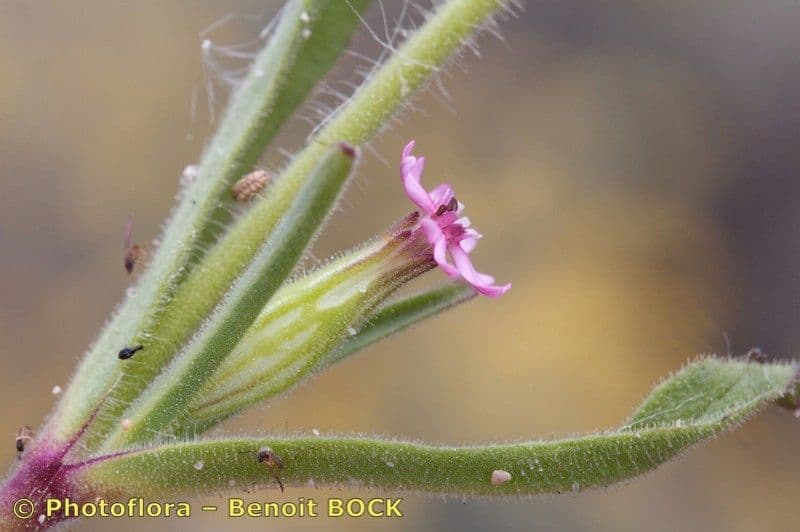 Silene 12