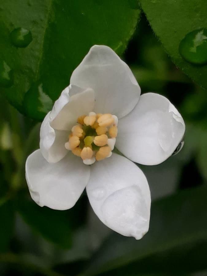 Choisya ternata 7
