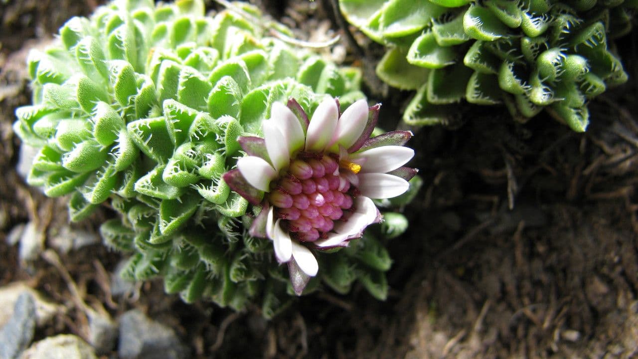 Werneria 4