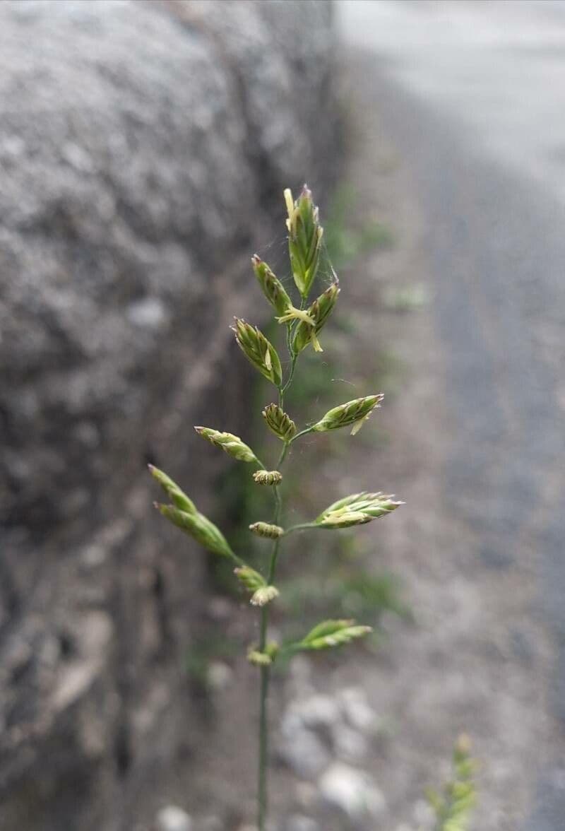 Fienarola compressa 10