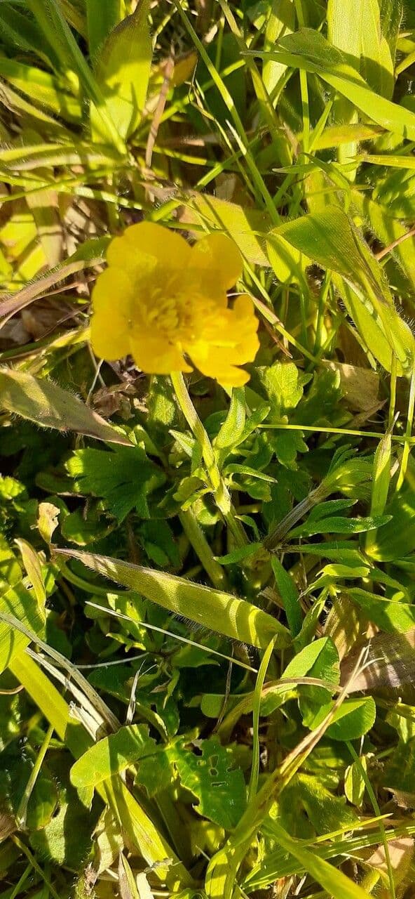 Potentilla simplex 7