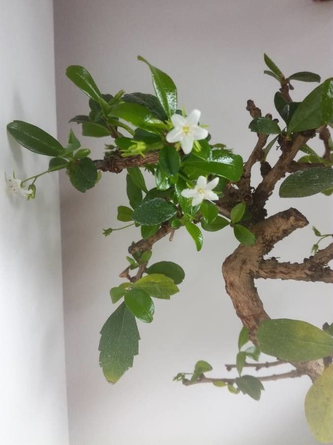 Randia Aculeata 8