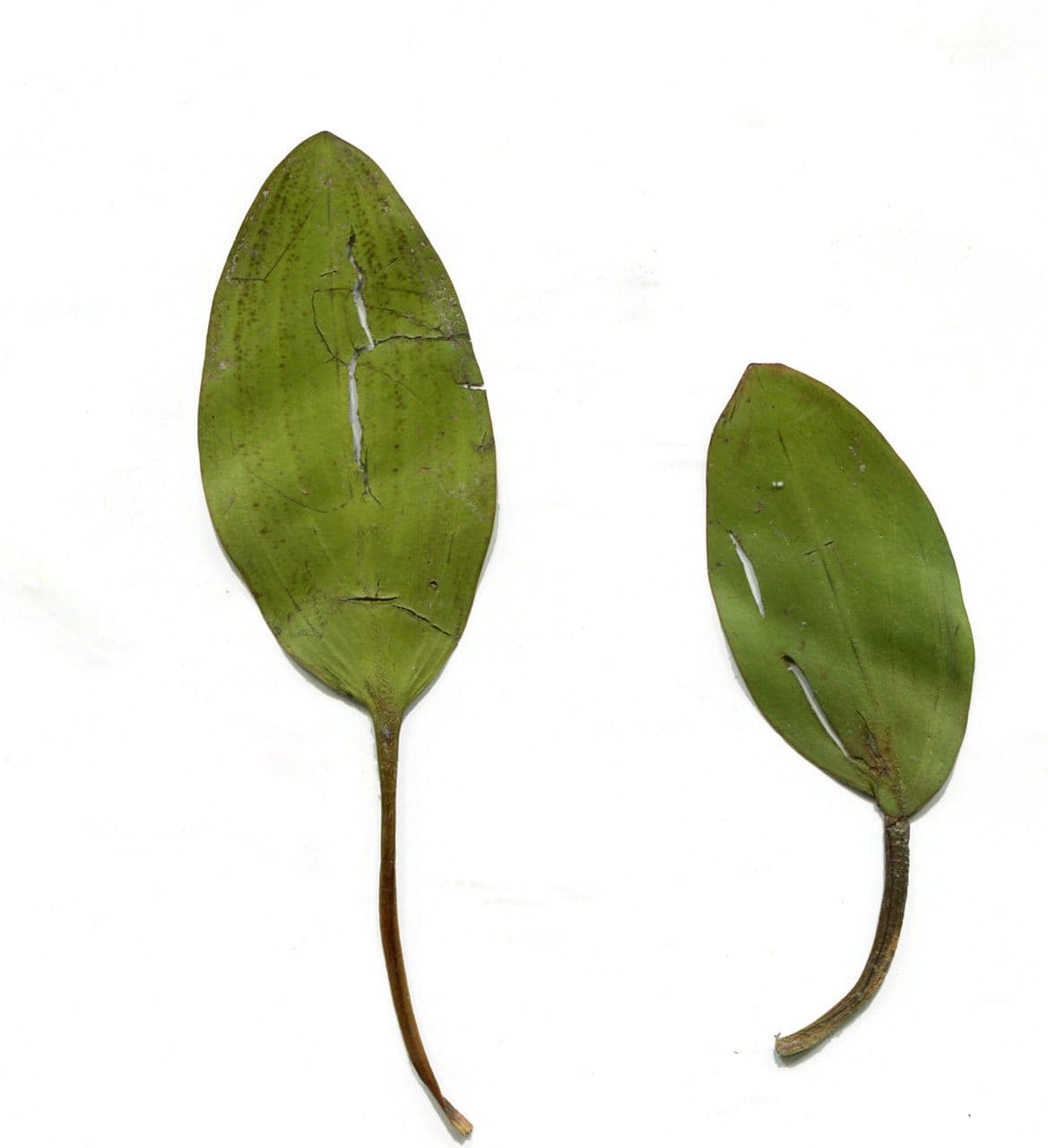 Potamogeto natante 28