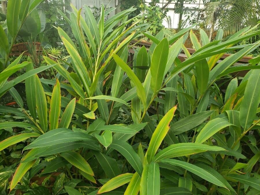 Alpinia 4