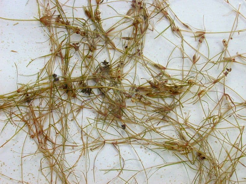 Brasca minima 14