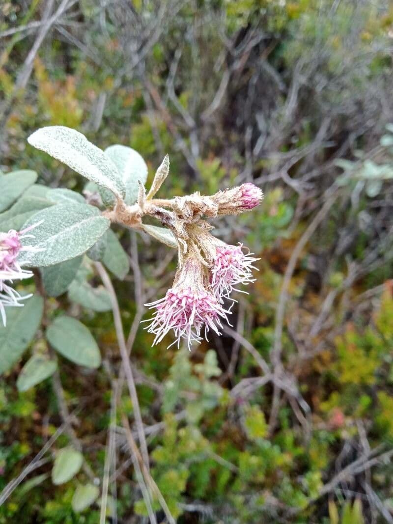 Ageratina 4