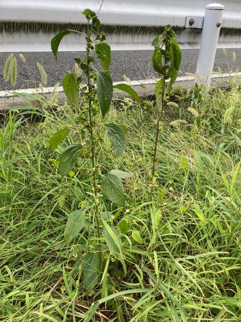 Acalypha australis 9