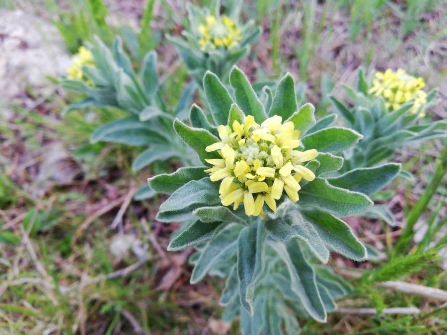 Fibigia clypeata 6