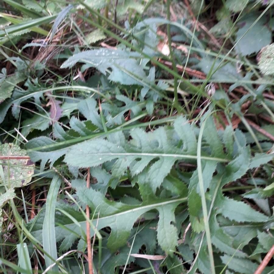 Serratula comune 16