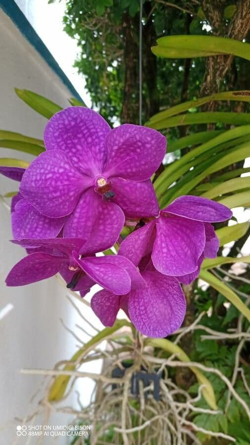 Vanda 2
