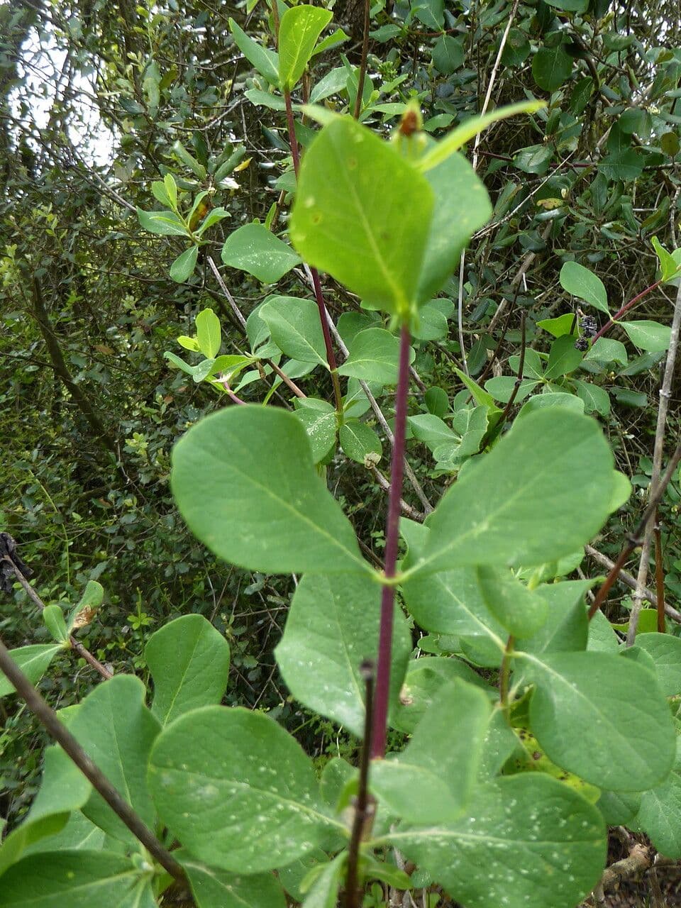 Caprifoglio etrusco 25