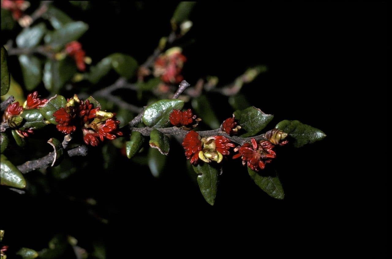Nothofagus 3