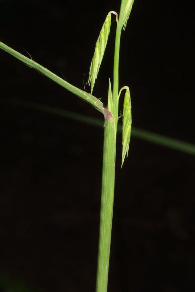 Bouteloua pendula 18