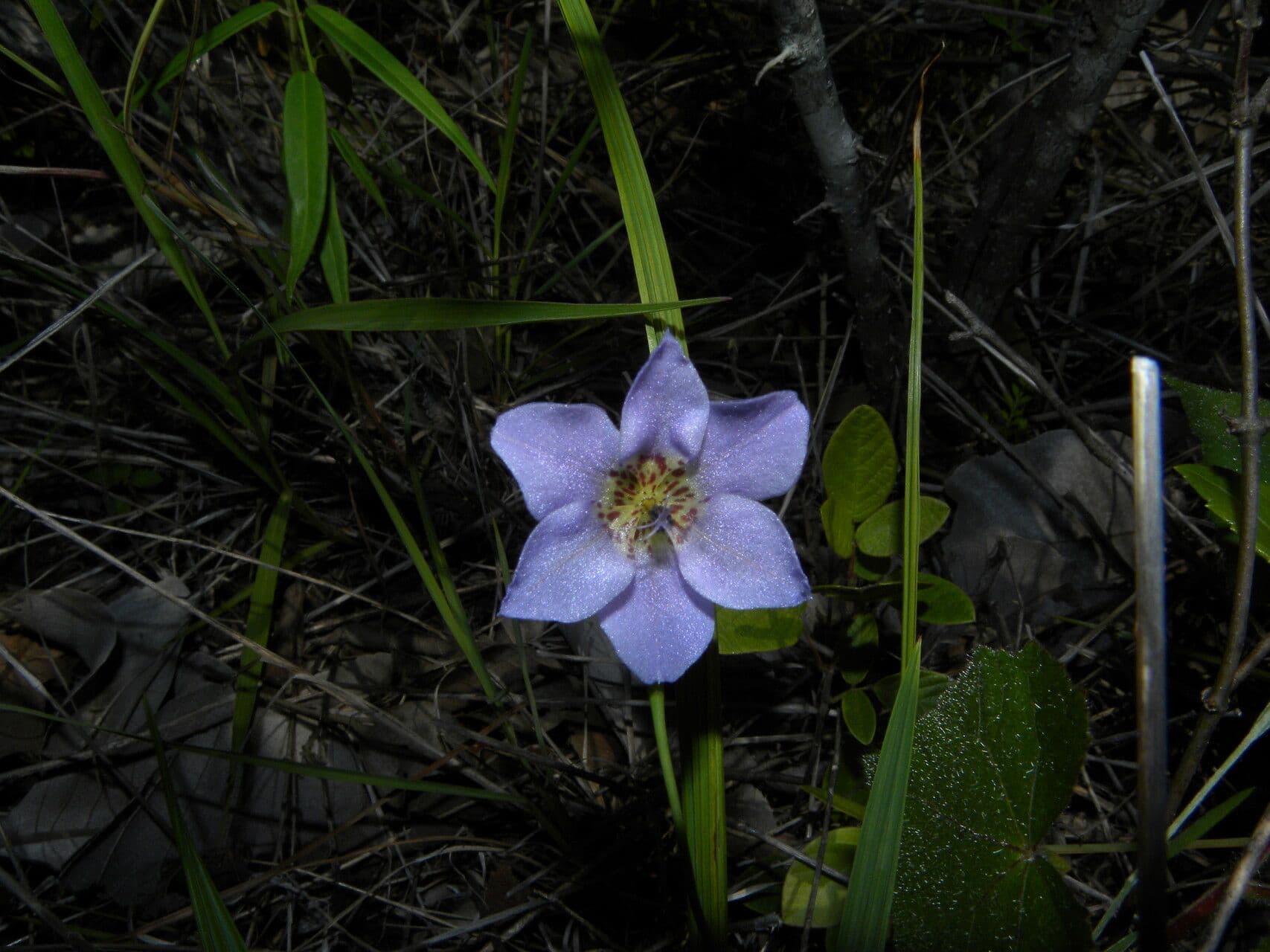 Cipura campanulata 2