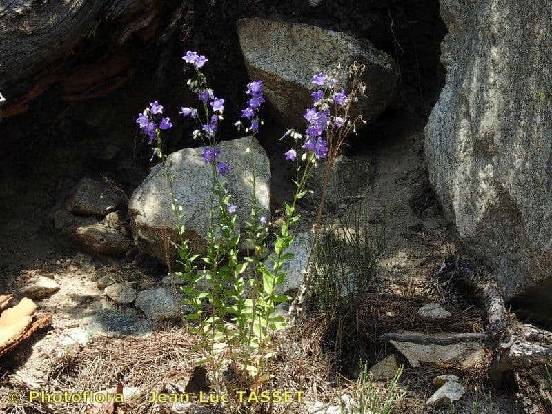 Campanula 6