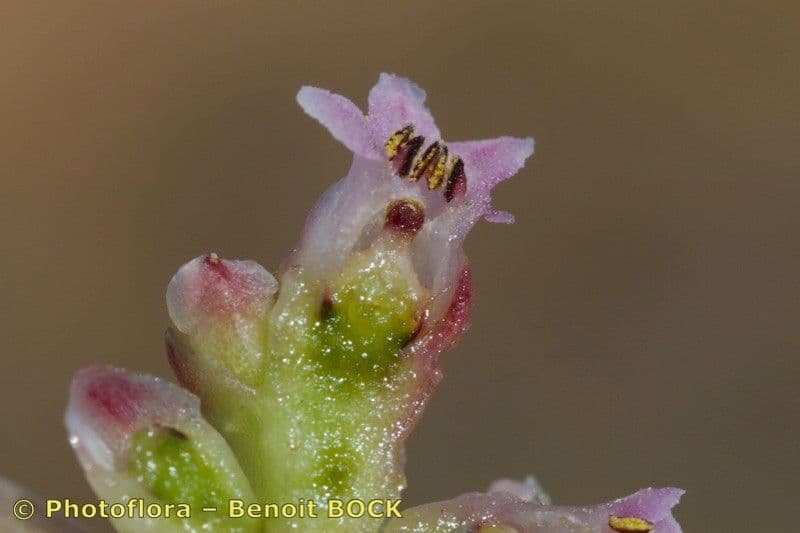 Cuscuta 7