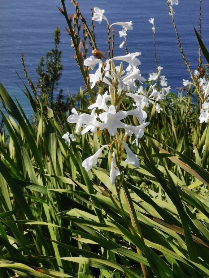 Watsonia 3
