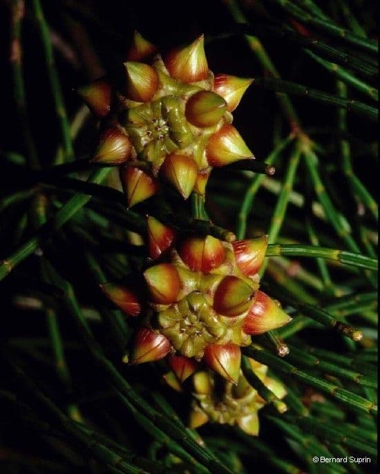 Gymnostoma 2