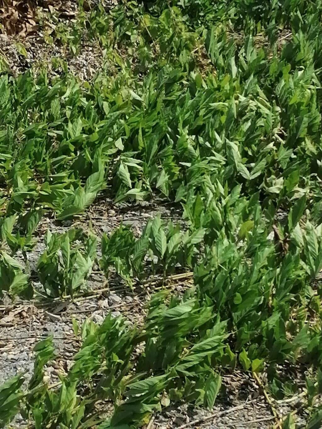 Ipomoea 10