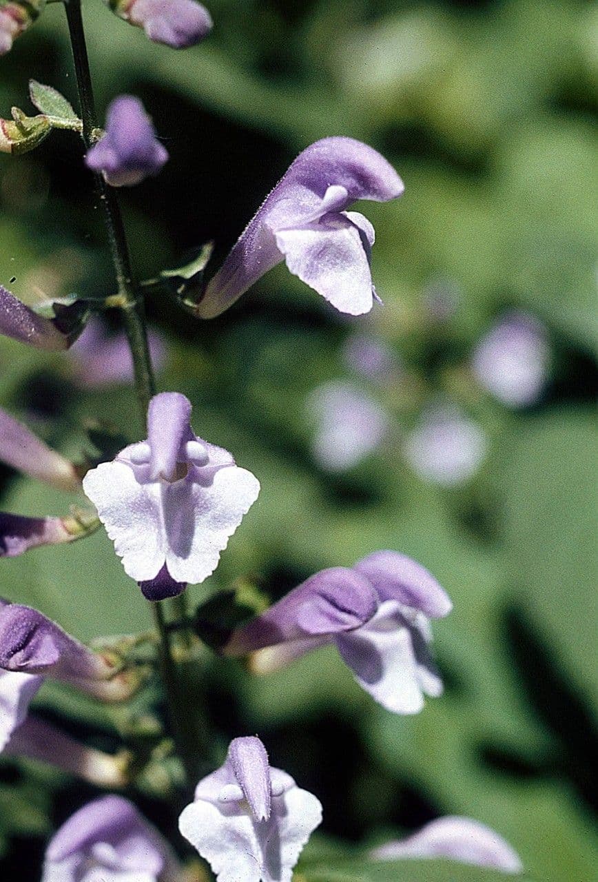 Scutellaria 4
