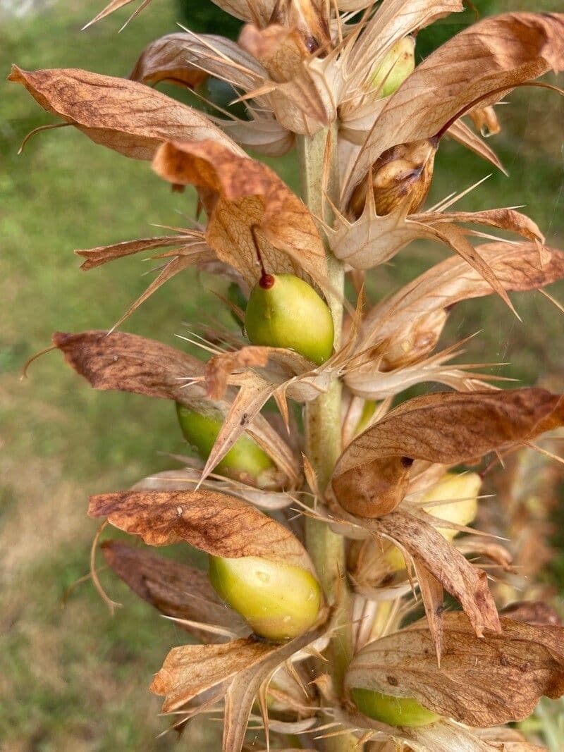 Acantho spinoso 3