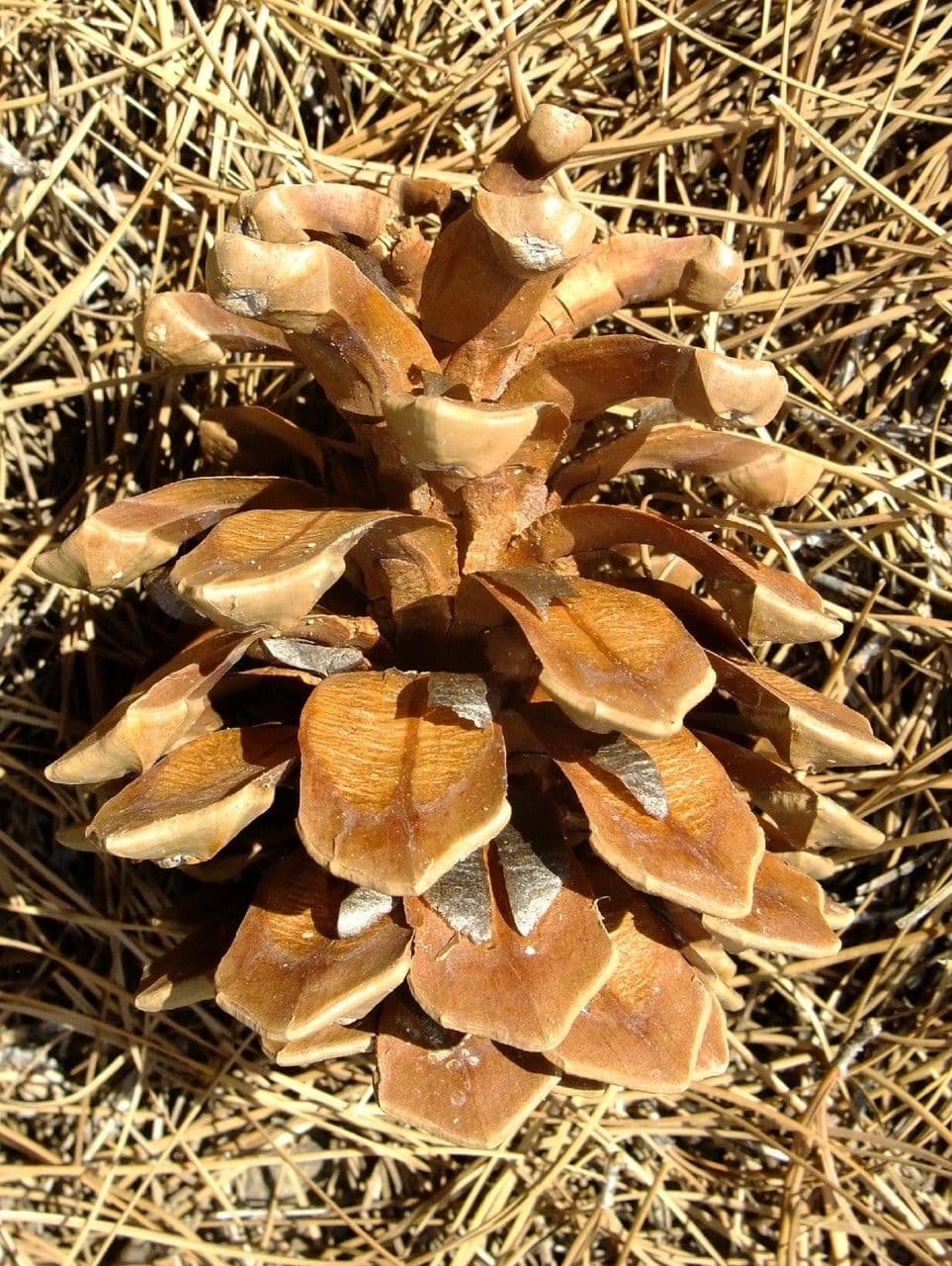 Borovice kanárská 2