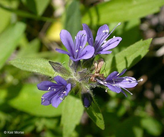 Collomia mazama 2